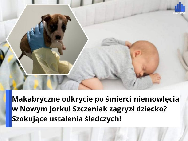 Makabryczne odkrycie po śmierci niemowlęcia w Nowym Jorku! Szczeniak zagryzł dziecko? Szokujące ustalenia śledczych!